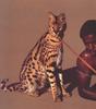 [LRS Art Medley] Vavras Cats, Serval