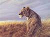 [LRS Art Medley] Robert Bateman, Lioness in Red Oats