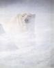 [LRS Art Medley] Robert Bateman, Polar Bear