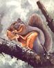 [LRS Art Medley] Claudia Nice, Douglas' Squirrel