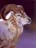 [LRS Art Medley] Edward Aldrich, Dahl Sheep