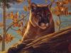 [LRS Art Medley] Kalon Baughan, Front Range Cougar