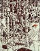[LRS Art Medley] Bev Doolittle, Woodland Encounter