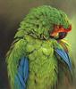 [LRS Art Medley] Alan Hunt, Buffon Macaw