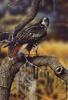 [LRS Art Medley] Dan O'Driscoll, Red-Tailed Hawk