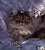 [LRS Art Medley] Vavra's Cats, Silver Persian