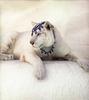 [LRS Art Medley] Vavra's Cats, The White Tiger