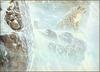 [LRS Animals In Art] Robert Bateman, High Kingdom