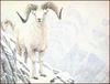[LRS Animals In Art] Robert Bateman, White World Dall Sheep