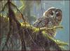 [LRS Animals In Art] Robert Bateman, Owl