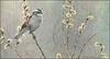 [LRS Animals In Art] Robert Bateman, White-Throated Sparrow & Pussy Willow