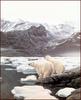[LRS Animals In Art] Robert Bateman, Polar Bears at Baffin Island