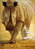 [LRS Animals In Art] John Banovich, Great White Rhinoceros (Ceratotherium simum)