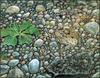 [LRS Animals In Art] Gregory Pryor, American Toad in Powerline Gravel