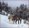 [LRS Animals In Art] Dan Smith, High Ridge