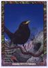 [LRS - The Druid Animal Oracle] Painted by Bill Worthington, Blackbird