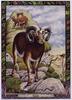 [LRS - The Druid Animal Oracle] Painted by Bill Worthington, Ram