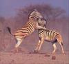 [PhoenixRising Scans - Jungle Book] Zebra, Equus burchellii