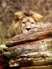 [PhoenixRising Scans - Jungle Book] Lion, Africanus