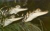 [PhoenixRising Scans - Jungle Book] American Alligators - gator (Alligator mississippiensis)