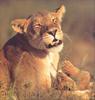 [PhoenixRising Scans - Jungle Book] Lion, Panthera leo