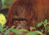 [PhoenixRising Scans - Jungle Book] Orangutan