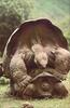 [PhoenixRising Scans - Jungle Book] Galapagos tortoise