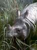 [PhoenixRising Scans - Jungle Book] Sumatran Rhinoceros - Dicerorhinus sumatrensis
