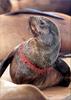 [PhoenixRising Scans - Jungle Book] South African fur seal