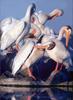 [PhoenixRising Scans - Jungle Book] White pelicans