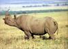 [PhoenixRising Scans - Jungle Book] Rhinoceros = black rhino (Diceros bicornis)