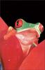 [PhoenixRising Scans - Jungle Book] Red-eyed tree frog