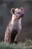 [PhoenixRising Scans - Jungle Book] Spotted hyena
