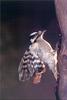 [PhoenixRising Scans - Jungle Book] Downy Woodpecker, Picoides pubescens