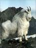 [PhoenixRising Scans - Jungle Book] Mountain goat - Oreamnos americanus