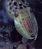 [PhoenixRising Scans - Jungle Book] Common Cuttlefish - Sepia officinalis