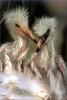 [PhoenixRising Scans - Jungle Book] Snowy egret chicks -- snowy egret (Egretta thula)
