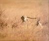 [PhoenixRising Scans - Jungle Book] Cheetah & Thomson gazelle