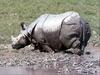 [PhoenixRising Scans - Jungle Book] Indian rhinoceros