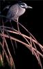 [PhoenixRising Scans - Jungle Book] Yellow-crowned night heron