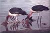 [PhoenixRising Scans - Jungle Book] Marabou stork