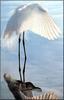 [PhoenixRising Scans - Jungle Book] Snowy-egret -- snowy egret (Egretta thula)