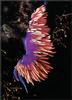 [PhoenixRising Scans - Jungle Book] Nudibranch