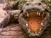 [PhoenixRising Scans - Jungle Book] Saltwater Crocodile