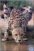 [PhoenixRising Scans - Jungle Book] Cheetah