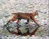 [PhoenixRising Scans - Jungle Book] Bobcat - Lynx rufus
