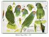 [Ollie Scan] Sketches of Amazon Parrots (1980)