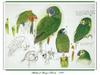 [Ollie Scan] Sketches of Amazon Parrots (1980)