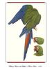 [Ollie Scan] Military Macaw with Buffon's Macaw Head (1986)