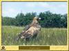 Aigle royal - Aquila chrysaetos - Golden Eagle